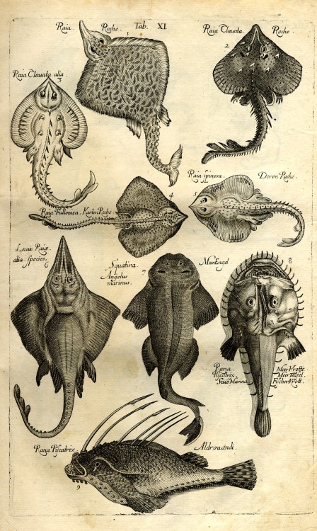 Sting rays etc. from Jan Jonston’s Historiae Naturalis De Piscibus Et Cetis Libri V (Frankfurt 1650)