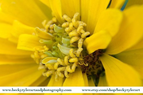 Zinnia. Macro Photography. Prints available on @etsy. Link in my bio. #zinnia #flower #spring #flowe