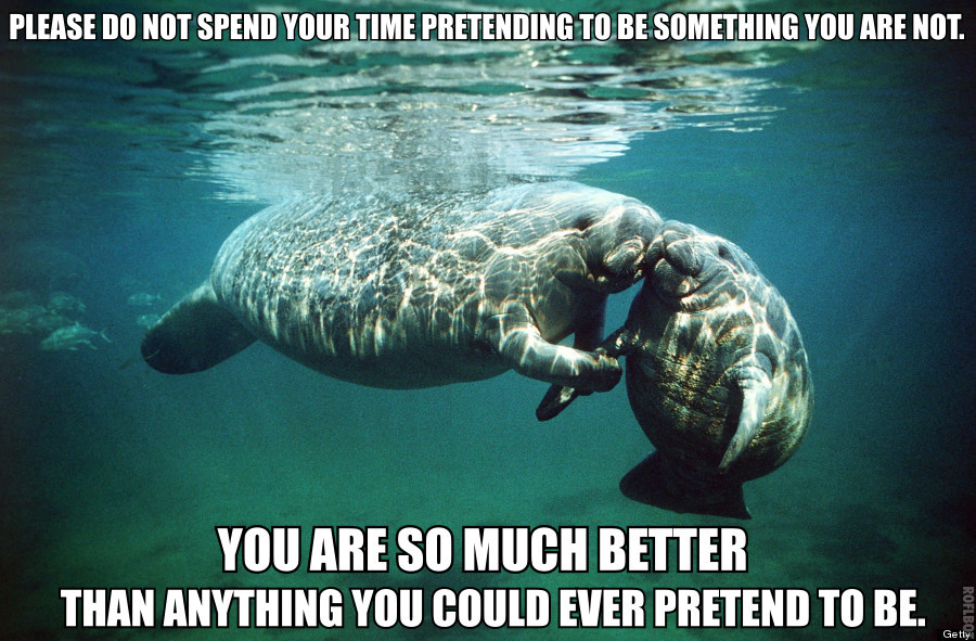 calmingmanatee:  [IMAGE DESCRIPTION: A photograph of an adult manatee with a baby