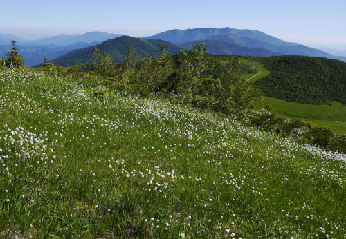 ワタスゲ　燧ヶ岳・熊沢田代　右奥・会津駒ケ岳　７月中旬Fluffy tepals of watasuge, Eriophorum vaginatum.