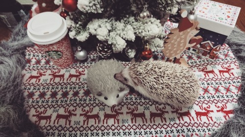 ❄❄❄On the first day of Christmas my true love gave to me A hedgehog under a Christmas tree ❄❄❄