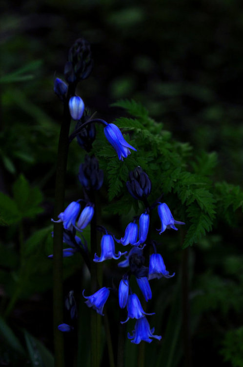littlepawz:There is a silent eloquenceIn every wild bluebellThat fills my softened heart with blissT