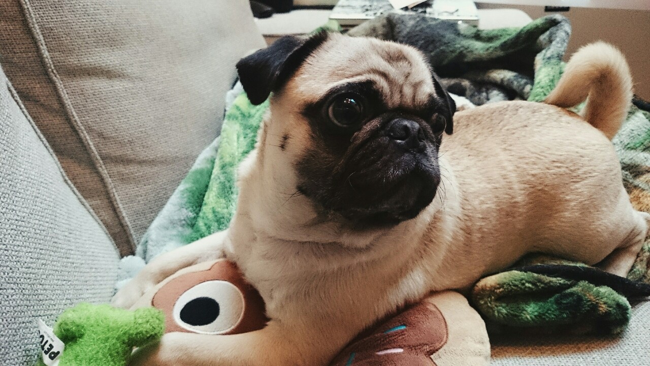 homerjaypug:  hi 