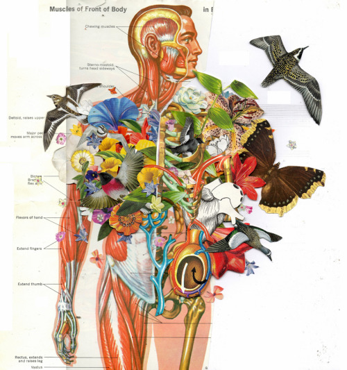 devidsketchbook: ANATOMICAL COLLAGE BY BEN GILES UK, Kingston-based artist Ben Giles (Tumblr&nb