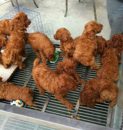 tastefullyoffensive:   Mmm fried chick…wait a minute. [x] 