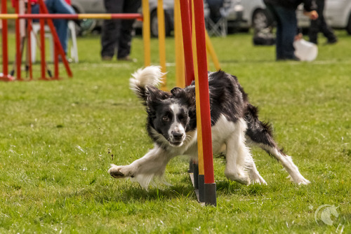 Agility Fotografie - wie alles in 2015 begannEin kleiner Rückblick auf meine ersten Agility Fotos… Eine Freundin hatte mich damals gefragt, ob ich sie und ihren Hund auf einem Agility Turnier fotografieren kann. Da Agility für mich was völlig neues...