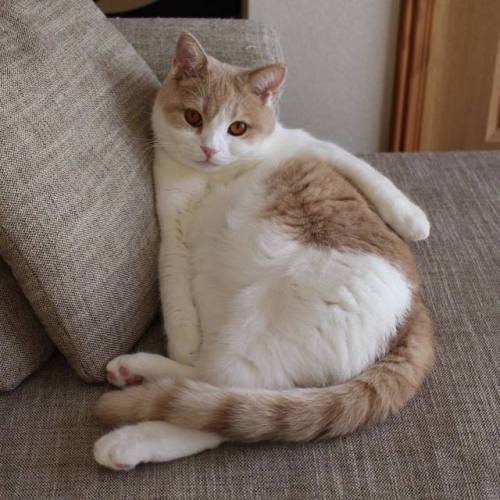 execgoldiebillion: tokkeki: SAKURA @mostlycatsmostly