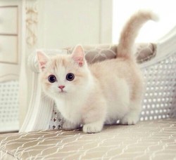 awwww-cute:  Fluffy little munchkin! (Source: