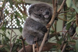 animal-factbook:  During the winter season, koalas will grow all their fur out to not only keep warmth but attract potential mates. This is also because they don’t know how to use a razor. 