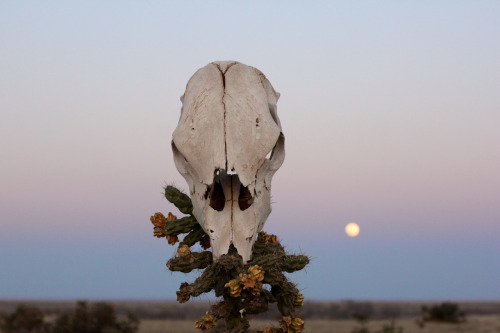 dustydenimdays:Scenes from our setting, Chico Basin Ranch *all photos by @iamstephensmith and theram