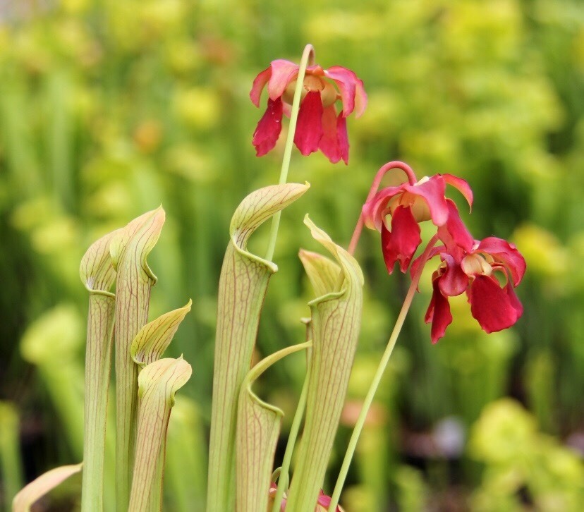 carni-gardener: Sarracenia rubra is also referred to as the ‘sweet trumpet’,