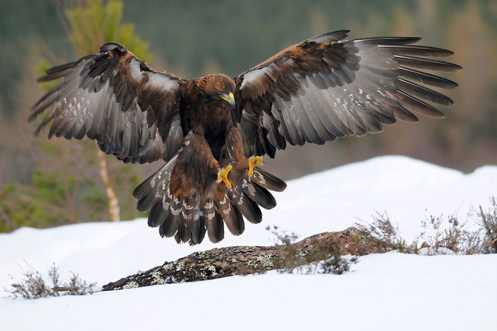 Hawk Animal Phoenix Bird of Fire Bald Eagle Rebirth Charm for European Bracelets 