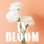 inbloomwriting