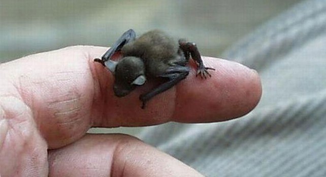jadesandslash:  I absolutely love tiny bats and you should too Just look at them!!!