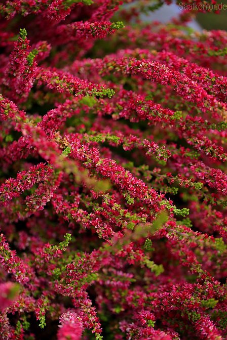 Heather, Ling / Heidekraut &lsquo;Disco Queen&rsquo; (Calluna vulgaris)