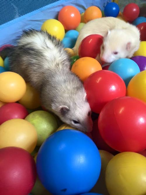 Today at work the ferrets got to play in the Ball Pit. We&rsquo;ve got Buster, Bella, Gripper, Donny