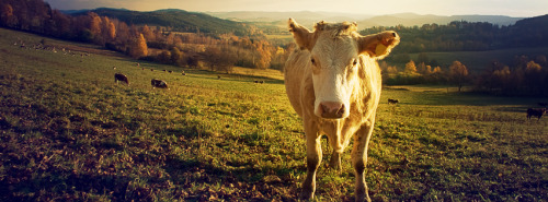 charolais