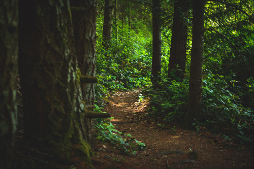 darkcoastphotography: Paths V / Morrell Sanctuary, Vancouver Islandtumblr | flickr | facebook |