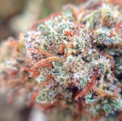 beatsandweed:  green crack