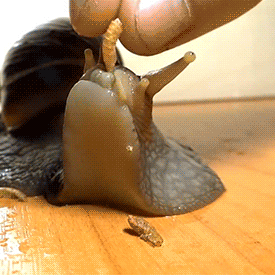 Snail Stimboard !