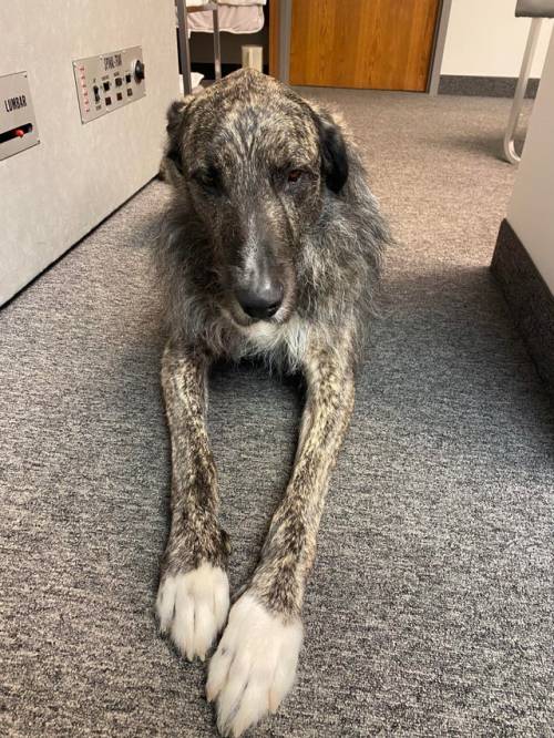 doggos-with-jobs:  Guinness is a therapy dog in training and the goodest of all boys. He is a Great Dane/Irish Wolfhound mix. I specifically schedule my PT appointments around when he will be in.   Beautiful boy 💖