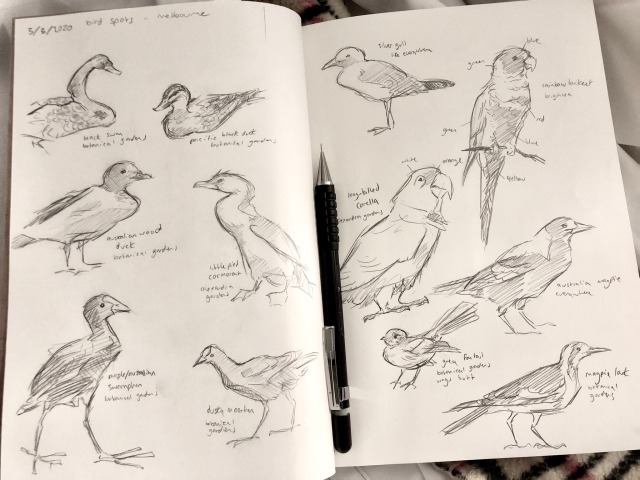 finchwingart:Tiny studies of wild birds I saw today in Melbourne aus! plus accurate reaction of when i saw my first wild cockatoo