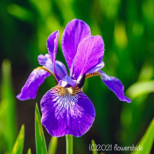 #flowers #flower #flowerlovers #花 #花が好きな人と繋がりたい #花好きな人と繋がりたい #写真好きな人と繋がりたい #beautifulflowers #su