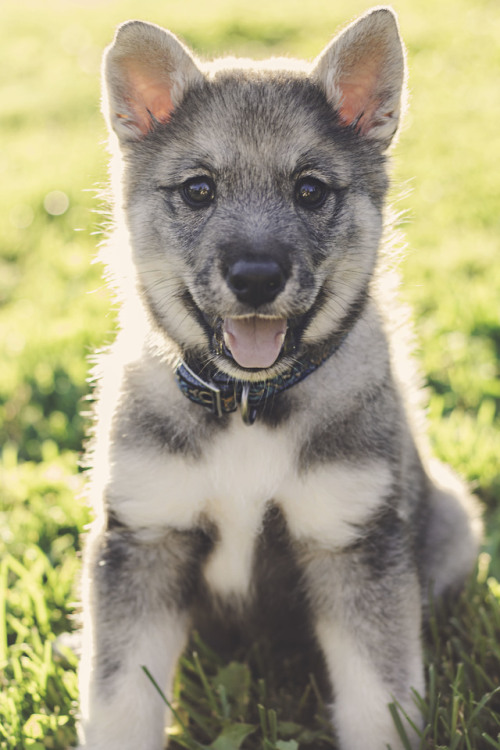 My ball of fluff is 7 weeks old tomorrow! 