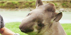 thumbsup4rockandroll:  cyclicalinfancy:  thumbsup4rockandroll:  WHAT ARE YOU  that’s a tapir evan  thank 