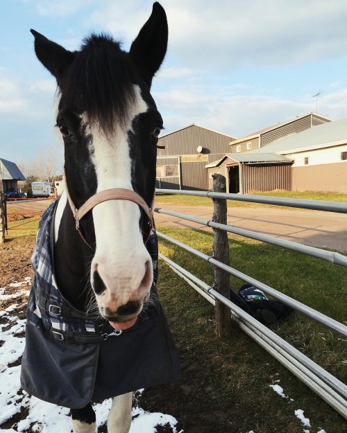 leatherhalter: So majestic