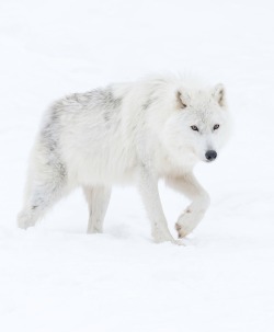 beautiful-wildlife:  And on it goes … by Daniel Parent   LONEWOLF