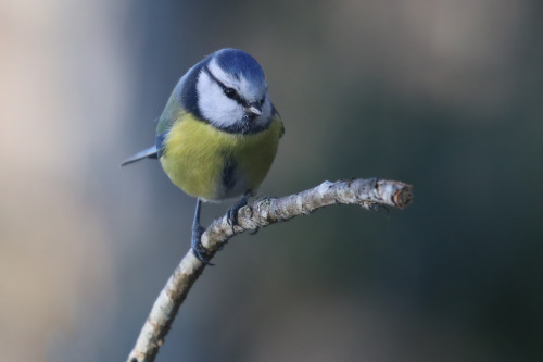 michaelnordeman:Blue tit/blåmes.