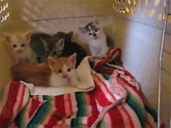 funnywildlife:  sizvideos:  Kitten and Koko