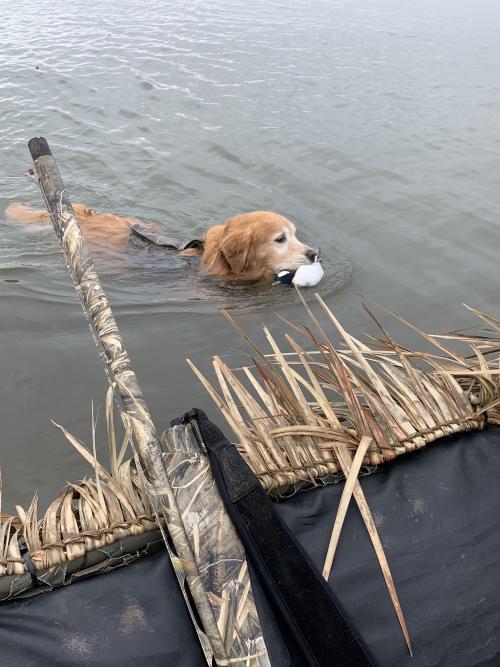 doggos-with-jobs:  Old doggo still hard at work in the Chesapeake Bay