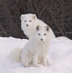 beautiful-wildlife:Arctic Foxes by Rick