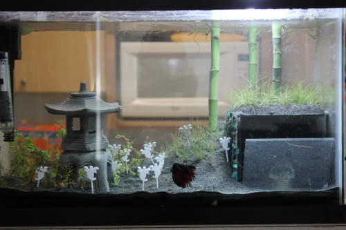 bettatalk:theblondeaquarist here’s my tank! I was going to buy a second light fixture today but Lowe