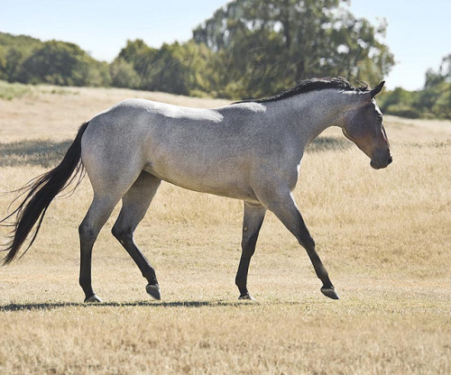 Blue roan quarter horse stallion