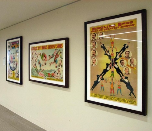 Come one, come all! To the 5th floor of Van Pelt-Dietrich library! These circus posters, hanging out