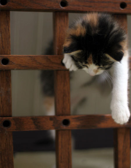 magical-meow:  (via Calico Foster Learns to Climb (until interrupted by a nap) :)