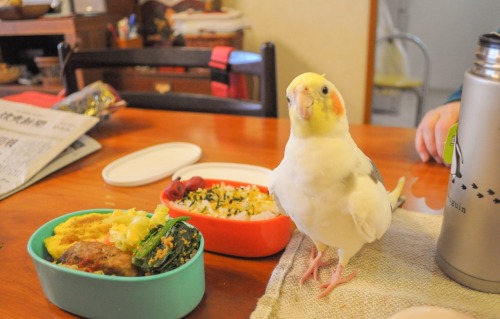 becausebirds:toma-29:your lunch is ready! :Dmother has packed your lunch, sweetie.