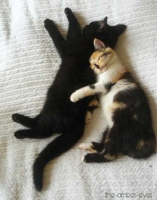 the-amber-eyes:Luna watching over little Gipsy. They love to cuddle and I can’t stop watching them ❤
