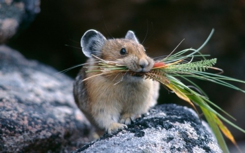 buzzfeed:This little guy is called a pika, and he loves bringing people flowers.