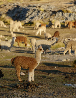 thedailyexplorer:  Baby alpaca and pack,