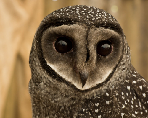 owlsday: Sooty Owl by Steve Kerrison on Flickr.