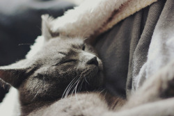 sinkling:  kitty. by coralie.vi on Flickr.