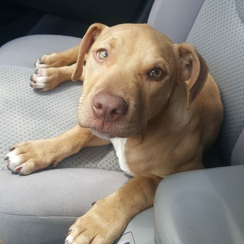 Little munchkin’s last day. Gonna miss her. Bittersweet…. But also good timing. I have been spending so much time working on my new house (filled with lead paint and asbestosis and plaster and nails) … I have had to leave her home