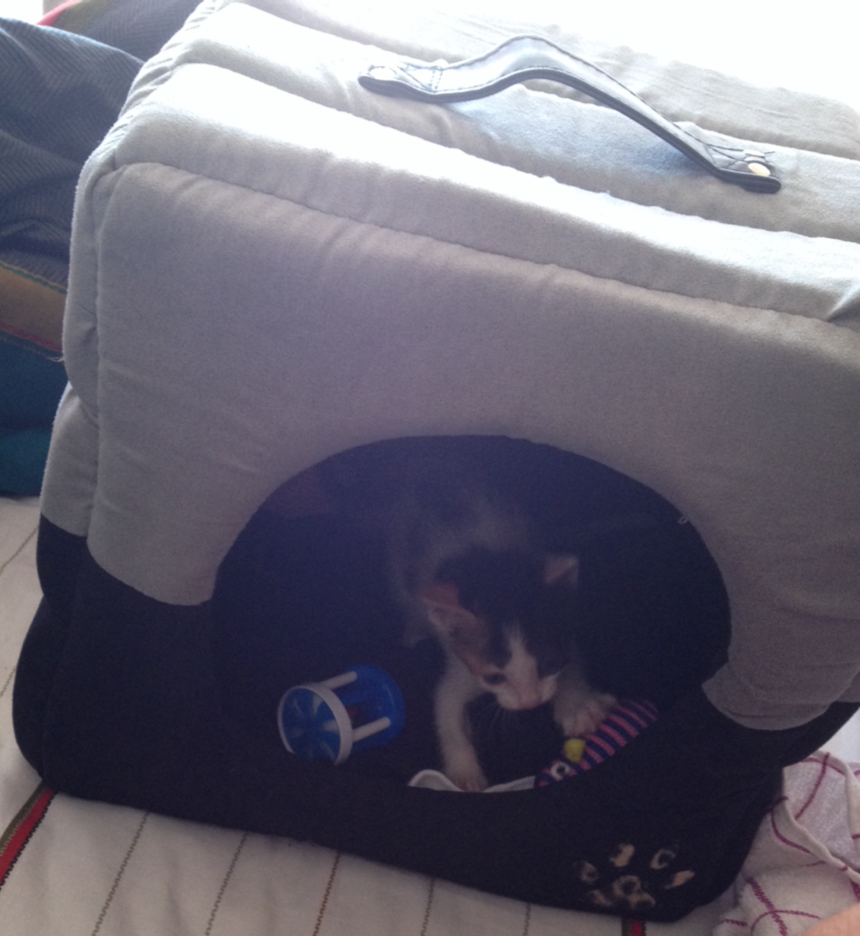 La nueva integrante!  Esta pequeñita de un mes llego a dar pura alegria y a llevarse