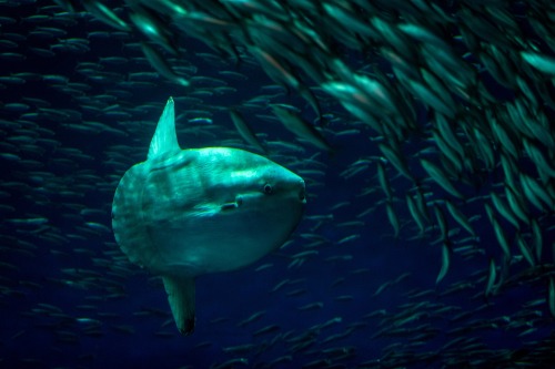 montereybayaquarium:It’s a tuna! It’s a baby whale! No, it’s… AN OCEAN SUNFISH!! We’re excited to we
