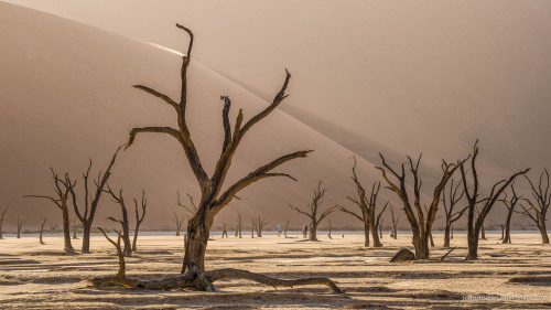 Sossusvlei - Namibia https://bit.ly/3lbjYs7