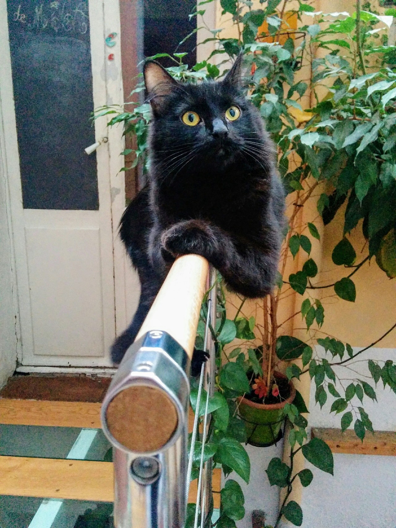 wulfrannseyes:  [18.03.2017 - Marseille, France]Calcifer, the acrobatic cat.
